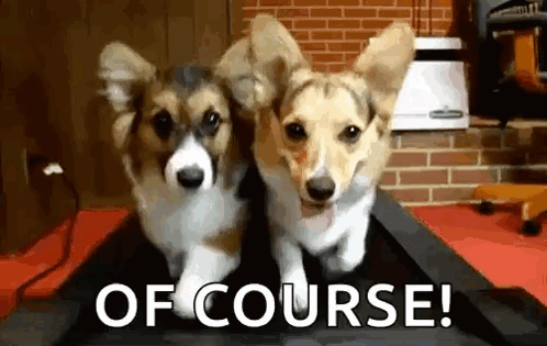 Two Corgi Dogs Are Running On A Treadmill With The Words Of Course . GIF