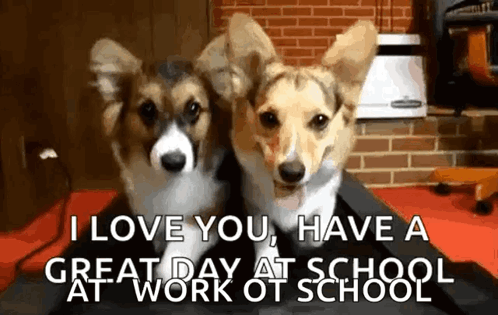 Two Corgi Dogs Are Sitting Next To Each Other With The Words `` I Love You , Have A Great Day At Work At School '' GIF