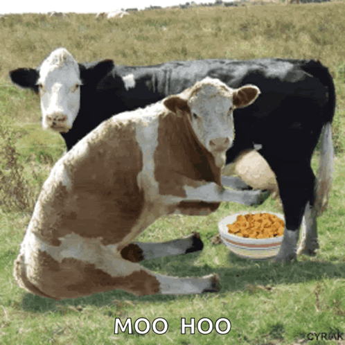Two Cows In Field With Bowl Of Corn Saying Moo Hoo GIF