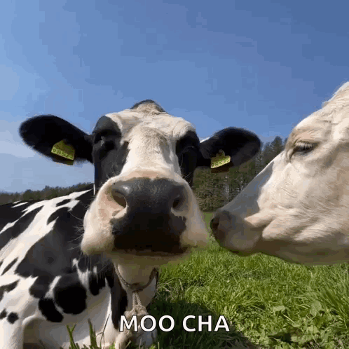 Two Cows Kissing Moo Cha