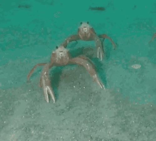Two Crabs Dancing in Water