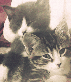 Two Cuddling Happy Cat Meme GIF