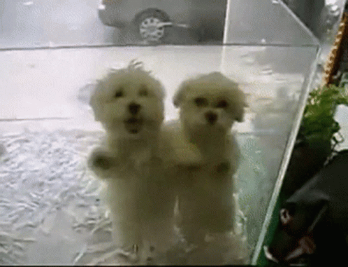 Two Cute Dogs Is Dancing GIF