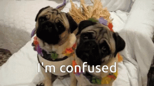 Two Cute Pug Confused Dog GIF