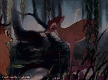 Two Deer Standing in Forest