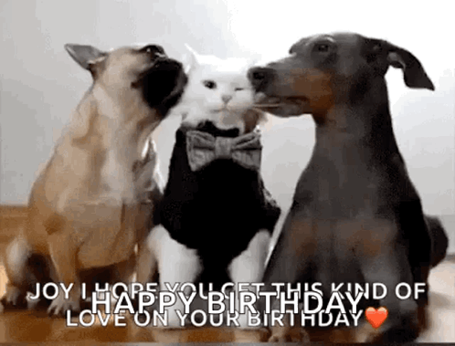 Two Dogs and Cat Kissing Cheek