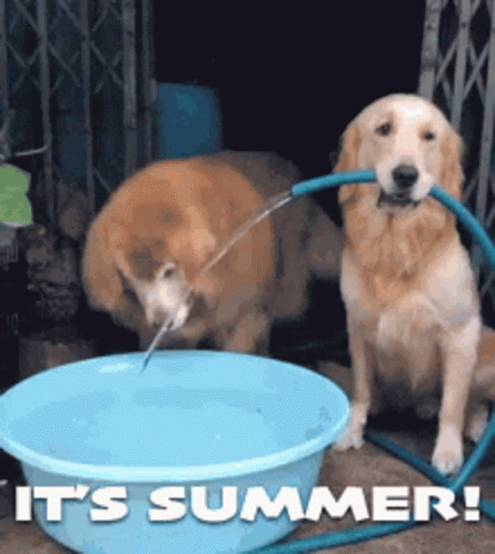 Two Dogs Are Drinking Water From A Blue Bowl With The Words It 'S Summer Written On The Bottom GIF