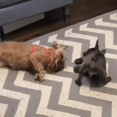 Two Dogs Are Laying On A Rug With A Zig Zag Pattern GIF