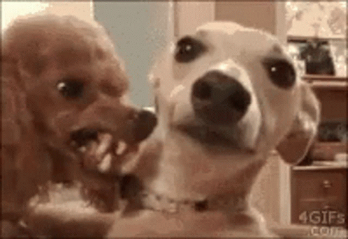 Two Dogs Are Looking At Each Other In A Room And One Of Them Is Biting The Other 'S Face . GIF