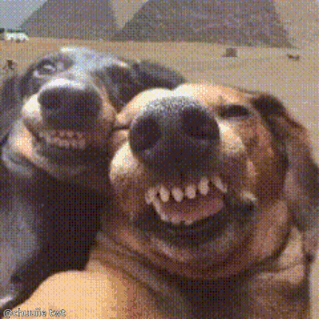 Two Dogs Are Making A Funny Face With Their Mouths Open And A Watermark That Says @Crujule Ext GIF