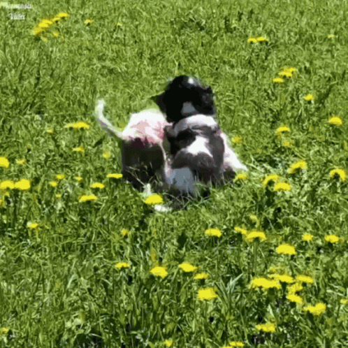 Two Dogs Are Playing In A Field Of Dandelions With A Watermark That Says ' Amanda ' On It GIF