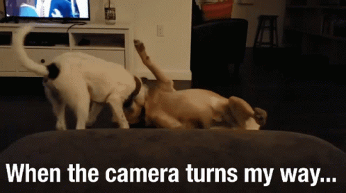 Two Dogs Are Playing On A Couch And The Caption Says When The Camera Turns My Way GIF