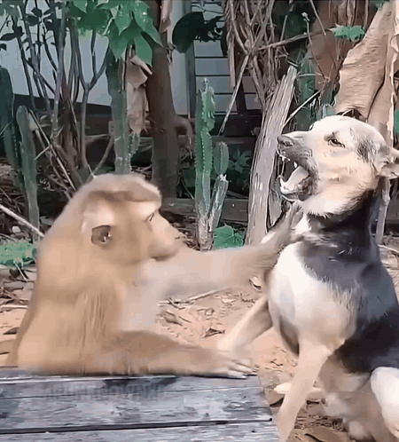 Two Dogs Are Playing With Each Other And One Has Its Mouth Wide Open GIF
