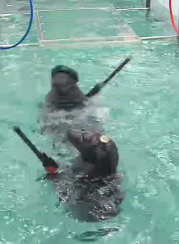 Two Dogs Are Playing With Sticks In A Swimming Pool . GIF