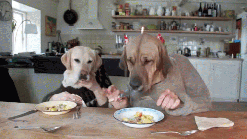 Two Dogs Are Sitting At A Table With A Bowl Of Food GIF