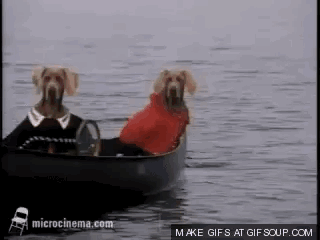 Two Dogs Are Sitting In A Boat On The Water . GIF