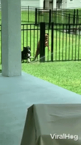 Two Dogs Are Standing In Front Of A Fence With The Words Viralhog Written On The Bottom GIF