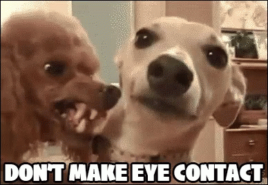 Two Dogs Do Not Make Eye Contact