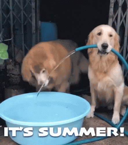 Two Dogs Drinking Water from Blue Bowl It's Summer