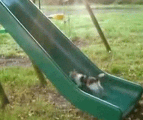 Two Dogs Going Down Green Slide