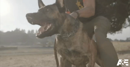 Two Dogs Held By Person With A & E GIF