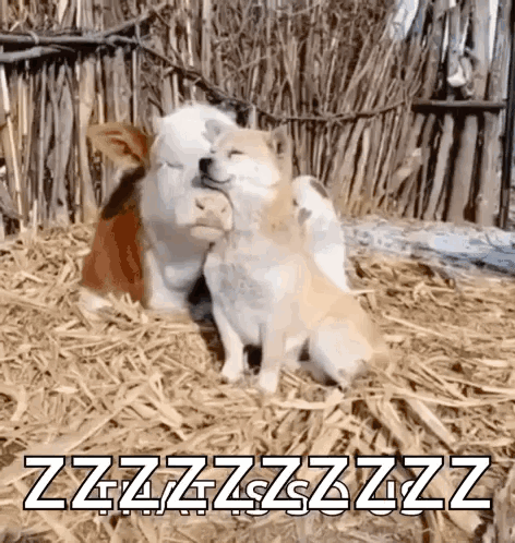 Two Dogs Hugging In Hay With Zzzzzzzzzzz GIF