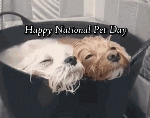 Two Dogs in a Tub Happy National Pet Day