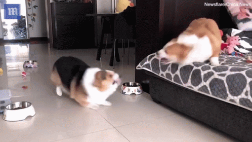 Two Dogs In Living Room With Bowls And Newsflare Logo GIF