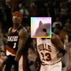 Two Dogs In Sunglasses Hats Enjoy Beach Weekend GIF