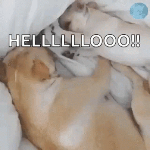 Two Dogs Laying on Bed