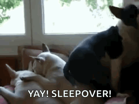 Two Dogs Laying on Couch