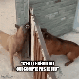 Two Dogs Licking Nose GIF