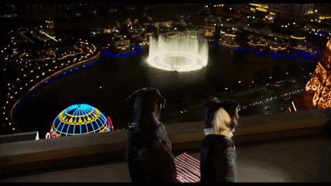 Two Dogs Looking at Fountain in City