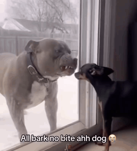 Two Dogs Looking Out Window All Bark No Bite Ahh Dog