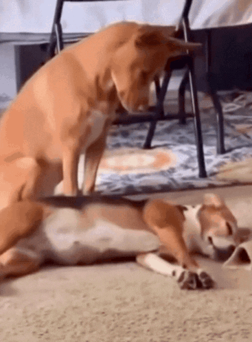Two Dogs Lying And Sitting GIF