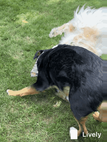 Two Dogs Lying in Grass Lively