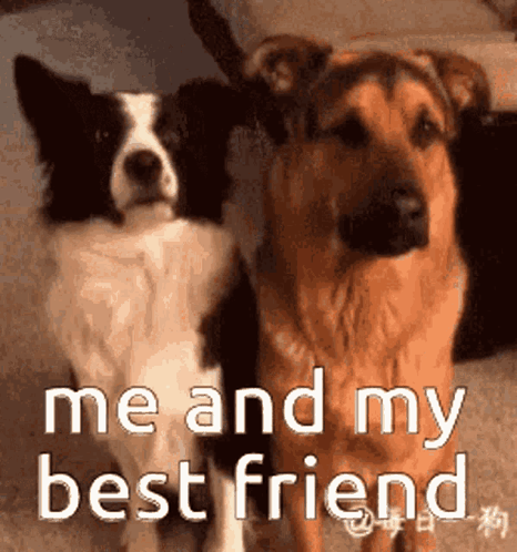 Two Dogs Next to Each Other