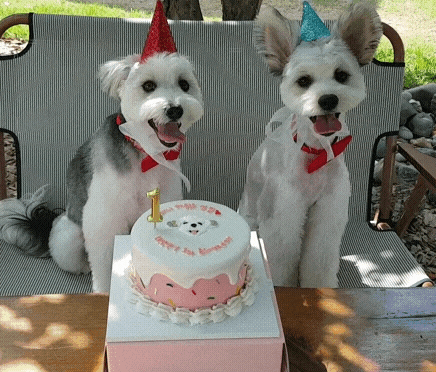 Two Dogs One Cake Happy Birthday GIF