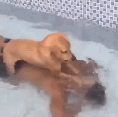 Two Dogs Playing in Pool, One on Top
