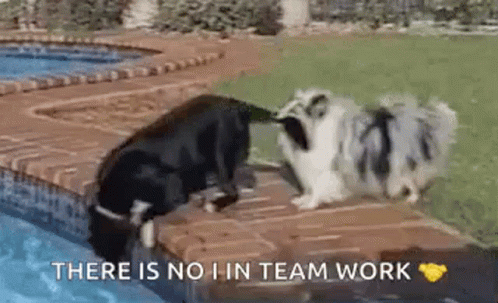 Two Dogs Playing In Pool With Team Work GIF