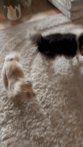 Two Dogs Playing on Carpet in Living Room