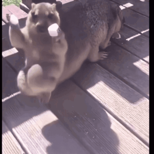 Two Dogs Playing on Deck with Marshmallow