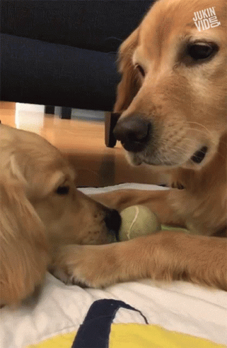 Two Dogs Playing With Tennis Ball