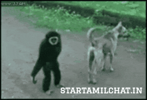 Two Dogs Playing With Tire GIF
