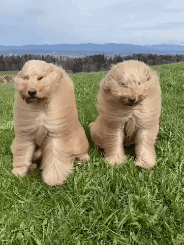 Two Dogs Sitting in Grass