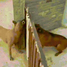 Two Dogs Standing in Snow Near Brick Wall