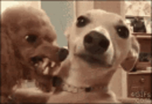 Two Dogs Standing Next to Each Other