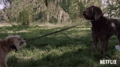 Two Dogs Standing On Leash In Grassy Field GIF