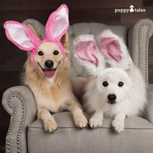 Two Dogs Wearing Pink And White Bunny Ears Are Sitting On A Chair With Puppy Tales In The Background GIF