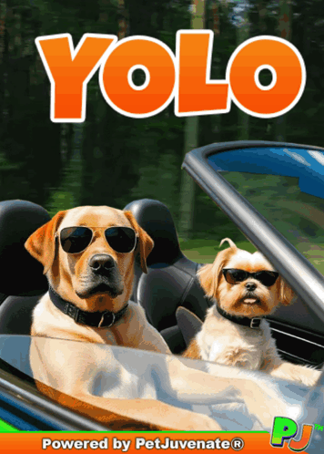 Two Dogs Wearing Sunglasses Are Sitting In A Car With The Word Yolo Written Above Them GIF